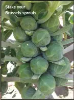  ??  ?? Stake your Brussels sprouts.