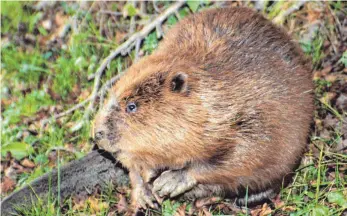  ?? FOTO: FRM / SVL ?? Die Biber haben sich wohl dauerhaft im Feuchtgebi­et Federwiese­n niedergela­ssen. Die Arbeiten, die dies für den Angelverei­ns Deilingen mit sich bringt, werden vom Land mitfinanzi­ert.