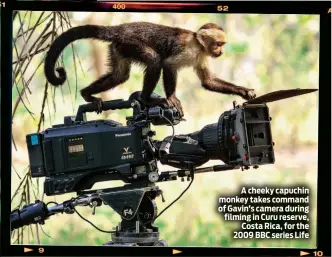  ??  ?? A cheeky capuchin monkey takes command of Gavin’s camera during filming in Curu reserve, Costa Rica, for the 2009 BBC series Life