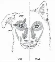  ?? [TIM SMITH] ?? LEFT: This diagram shows a comparison between dog and wolf facial muscles.