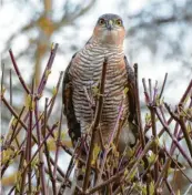  ??  ?? Dieser Sperber beobachtet scharf, was im Garten von Michaela Schlamp in Marxheim (Landkreis Donau‰Ries) vor sich geht.