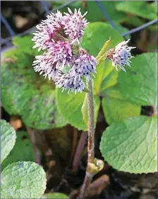  ??  ?? Winter Heliotrope flowers are strongly scented of vanilla.