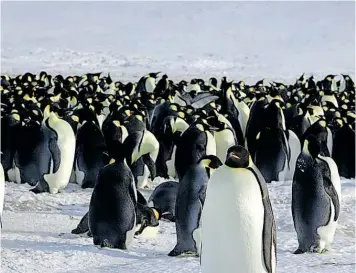  ?? ?? IN the next 30 to 40 years, the emperor penguin, which roams Antarctica’s frozen tundra and chilly seas, could be Extinct as a result of climate change.