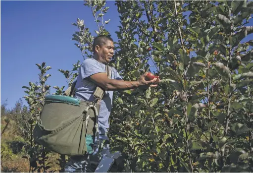  ??  ?? “You’ve got to diversify and sell directly to the customer,” says Thornton River Orchard owner Allan Clark, below. Luis Barrios, above, picks some of the orchard’s last Pink Lady apples of the season.