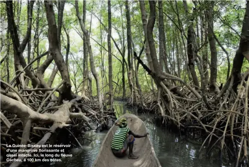  ??  ?? La Guinée-Bissau est le réservoir d’une mangrove florissant­e et quasi intacte. Ici, le long du fleuve Cacheu, à 100 km des côtes.