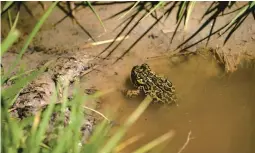  ?? SALWAN GEORGES/THE WASHINGTON POST ?? The endangered Dixie Valley toad is at the center of a legal battle over plans for a geothermal power plant about 100 miles east of Reno, Nev.