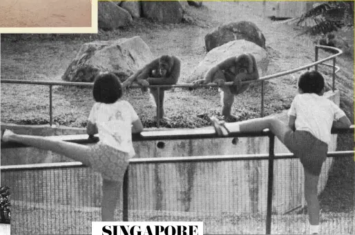  ?? ?? Good ole times at the
Singapore Zoo with beloved icons such as Ah Meng the orangutan and
Inuka the polar bear