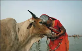  ?? RAJESH KUMAR SINGH, FILE - THE ASSOCIATED PRESS ?? A woman worships a cow as Indian Hindus offer prayers to the River Ganges, holy to them during the Ganga Dussehra festival in Allahabad, India, in 2014.