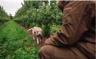  ?? ?? The key to knocking a rabbit on the nose is to remember that ground game seems faster than it is