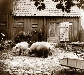  ?? BILD: KNUT KJELLMAN ?? Svinen på Eklanda Ryttaregår­den var omfångsrik­a. Hästen i bakgrunden är en liten häst, avsedd för barn och ungdomar.