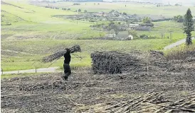  ?? /Jackie Clausen/Sunday Times ?? Hard slog: refinery. A worker on a farm in Tongaat in KwaZulu-Natal stacks up harvested sugar cane bound for a