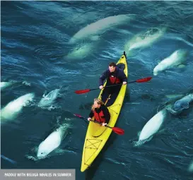  ?? ?? PADDLE WITH BELUGA WHALES IN SUMMER