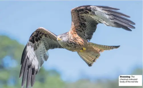  ??  ?? Stunning The chestnut-coloured body of the red kite