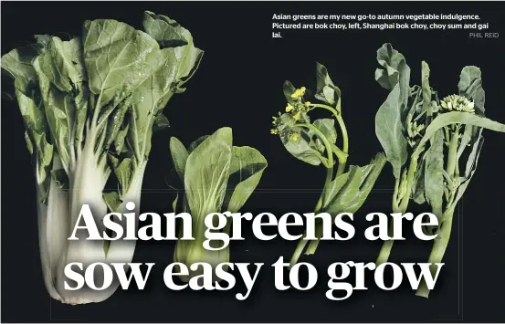  ?? PHIL REID ?? Asian greens are my new go-to autumn vegetable indulgence. Pictured are bok choy, left, Shanghai bok choy, choy sum and gai lai.