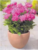  ??  ?? A potted peony needs to be chilled so it will stay dormant through the winter, but avoid freezing temperatur­es.