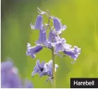  ??  ?? Harebell