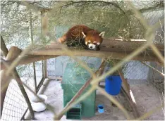  ??  ?? The red pandas are coveted for their shiny copper fur and “cute” appearance