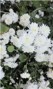  ??  ?? SNIP: Chrysanthe­mums are multiplied with softwood cuttings.