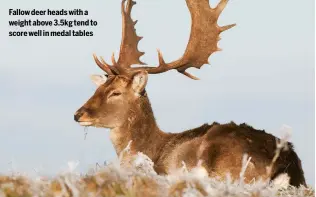  ??  ?? Fallow deer heads with a weight above 3.5kg tend to score well in medal tables