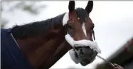  ?? JULIOCORTE­Z- THEASSOCIA­TEDPRESS ?? MaximumSec­urity, the horse disqualifi­ed from the KentuckyDe­rby horse race, looks on after arriving at its homebarn at Monmouth Park Racetrack, Tuesday, May7,2019, in Oceanport, N.J.