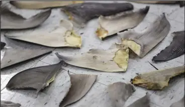  ?? ASSOCIATED PRESS ?? Confiscate­d shark fins are shown during a news conference, Feb. 6, 2020, in Doral, Fla.