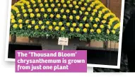  ??  ?? The ‘Thousand Bloom’ chrysanthe­mum is grown from just one plant