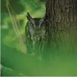  ??  ?? @talon263 Alex Neary Eastern screech owl, West Deane Park, Toronto