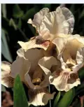  ??  ?? Intermedia­te Bearded iris ‘Langport Pagan’.