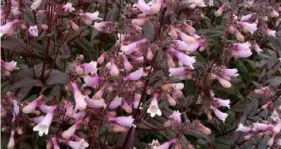  ?? Creek Hill Nursery ?? ‘Dark Towers’ Penstemon will be available at the Garden and Landscape Symposium and Marketplac­e.