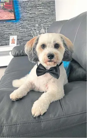  ??  ?? Looking very dapper after a visit to the groomers is Pippa, owned by Lynne Henderson from Dundee.