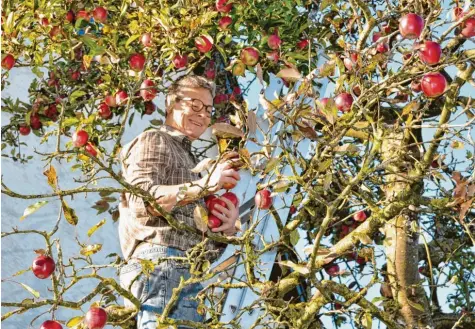  ?? Fotos: Annemarie Meilinger ?? Einer schöner als der andere: Hans Wiest in seinem Gloster-Apfelbaum. Weil ihm die pausbackig­en Früchte zum Saften zu schade sind, schneidet er einen Teil von ihnen in Ringe und trocknet sie.
