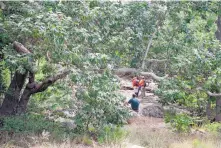  ?? ALEXIS BECHMAN/PAYSON ROUNDUP ?? Tonto Search and Rescue volunteers look for missing swimmers near the Water Wheel Campground at the Tonto National Forest in Arizona on Sunday morning. Nine people died after a flash flood in the area.