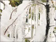  ?? Christian Abraham / Hearst Connecticu­t Media file photo ?? Ice storms, such as this one on Feb. 1, 2011, can greatly damage tree limbs.