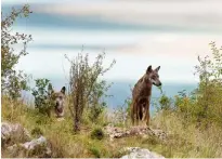  ??  ?? In senso orario: il ghiacciaio dei Forni in Lombardia; Valle dell’Orfento, in Abruzzo; un lupo nel Parco nazionale d’Abruzzo.