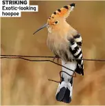  ?? ?? STRIKING Exotic-looking hoopoe