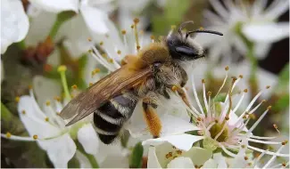  ?? ?? The grey-banded Mining Bee is in danger of decline along with countless other insects