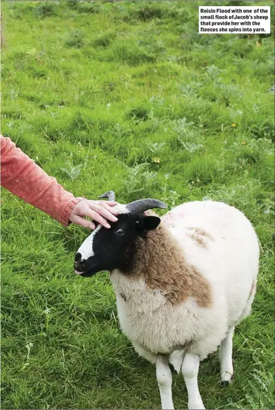  ??  ?? Roisin Flood with one of the small flock ofJacob’s sheep that provide her with the fleeces she spins into yarn.