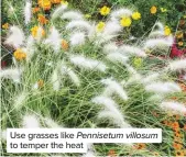  ??  ?? Use grasses like Pennisetum villosum to temper the heat