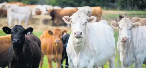  ??  ?? C’est surtout dans le secteur du bovin que la mise en place de la traçabilit­é canadienne pose problème puisque ATQ n’a pas encore de rôle officiel du point de vue canadien.