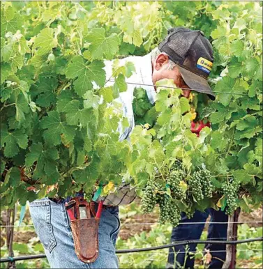  ?? NICK SMIRNOFF / FOR TEHACHAPI NEWS ?? Wine fans are drawn to wines from the Tehachapi region as the soil, sunlight and cool nights make for a rich, full-flavored wine. This photo was shot at Triassic Vineyard in 2017.