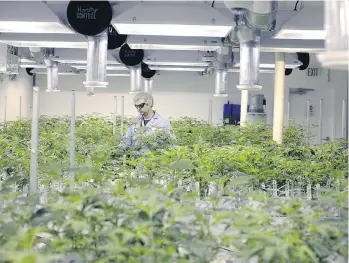  ?? THE CANADIAN PRESS/FILES ?? Municipali­ties in British Columbia are clamouring to have a say in the marijuana policies they believe will fall largely on their shoulders to enforce when cannabis becomes legal next summer.