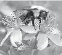  ?? THE ASSOCIATED PRESS ?? A bumblebee gathers nectar on a wildflower in Appleton, Maine, where a census is being conducted of the bee population.