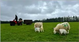  ?? ?? Putting the ewes and lambs outside frees up shed space but proves risky during the current rainy weather