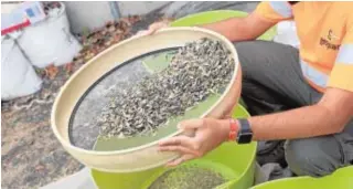  ?? // FOTOS▶ ÁNGEL DE ANTONIO ?? Una mujer prepara las semillas para su almacenami­ento
El tamiz se utiliza para recoger semillas y desechar el resto
Plantas cubiertas de ceniza del volcán
El director del Parque Nacional de la Caldera de Taburiente, Ángel Palomares