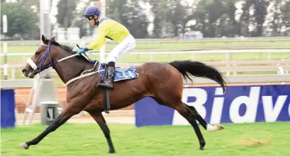  ??  ?? FAVOURITE. Kinaan is currently trading at 7-2 to give trainer Mike de Kock his third successive R1.25-million eLan Gold Cup victory when the Grade 3 race over 3200m is run at Greyville on Saturday.