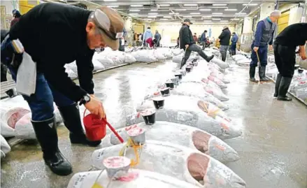  ?? AFP ?? Frozen tuna line up in rows ahead of the new year’s first auction at the Tsukiji fish market in Tokyo.