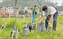  ?? CORTESÍA ?? Minga. Los moradores plantaron guabos en lo que será su parque.