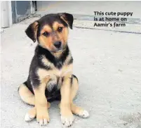  ??  ?? This cute puppy is at home on Aamir’s farm