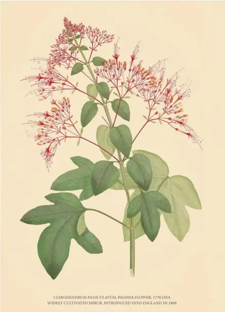  ??  ?? CLERODENDR­UM PANICULATU­M, PAGODA FLOWER, 1770 JAVA WIDELY CULTIVATED SHRUB, INTRODUCED INTO ENGLAND IN 1809