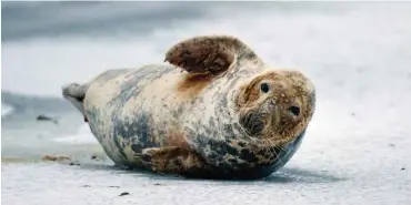  ?? Foto: dpa/Stefan Sauer ?? Kegelrobbe auf dem zugefroren­en Strelasund